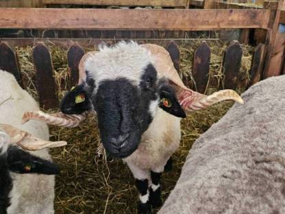 Bild 2:Walliser Schwarznasenwidder HB