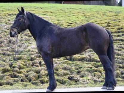 Bild 3:Sportliche Norikerstute - Benita