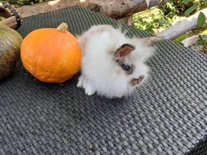 Bild 4:Hasen Männchen