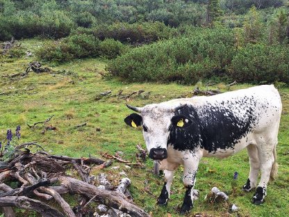 Bild 6:Verkaufe Bio Pustertaler Kalbinen