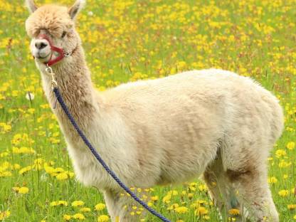 Bild 2:Alpaka-Wallach sucht neues Zuhause