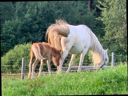 Liebe Ponystute Sunny an Bestplatz
