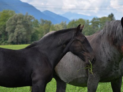 Bild 5:Webersee Nero Noriker Rapp Hengstfohlen zu verkaufen