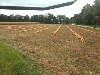 Bild 2:Kürbis schieben