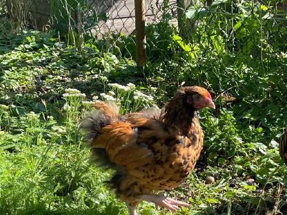 Bild 4:Hühner und Hähne reinrassig, teilweise farbrein