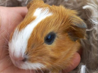 Meerschweinchen