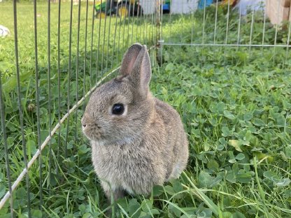 Bild 2:Zwergkaninchen