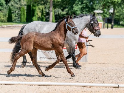 Bild 7:Mohrenkopfhengstfohlen