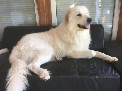 Bild 4:Wir erwarten Pyrenäenberghunde-Welpen