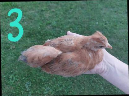 Bild 8:Zwergcochin Mix Hennen