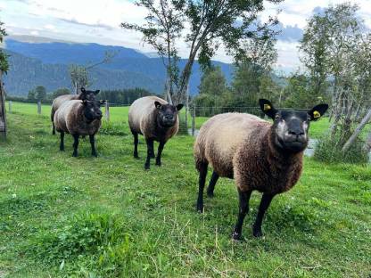 Bild 4:Schafe Kärnten - Suffolk und Blaue Texel