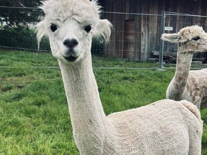 Bild 3:Alpaka Junghengst
