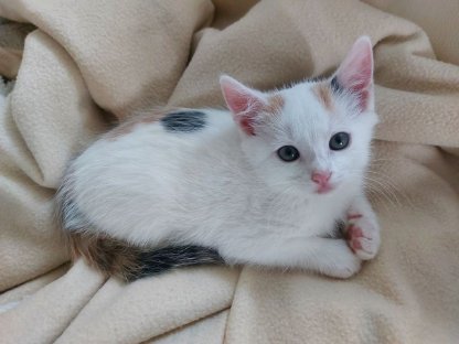 Bild 7:Verschmuste Katzenbabys suchen ihr Zuhause