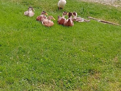 Verkaufe adulte Laufenten