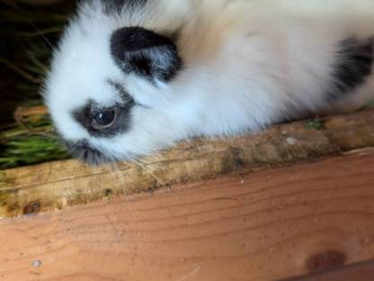 Bild 6:Löwenkopf Zwergkaninchen in allen Farben