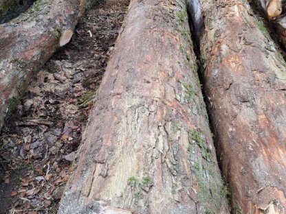 Bild 2:Verkaufe Bergahorn- und Eschenstämme Blochholz Rundholz