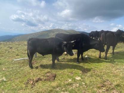 Bild 2:Verkaufe Wagyu-Kreuzungsochsen