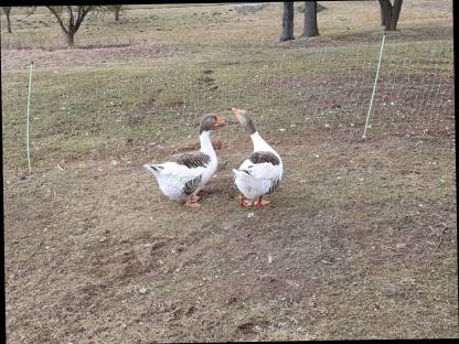 Bild 6:Warzenenten, Laufenten, Gänse