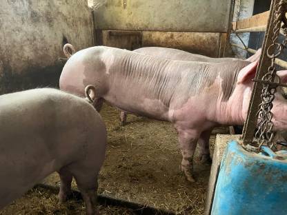 Bild 2:Pietrain Jungsau