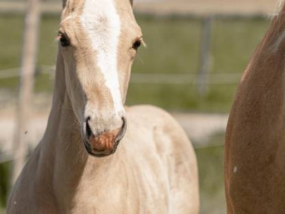 Paint Horse Hengst Dunnit Poco Snap