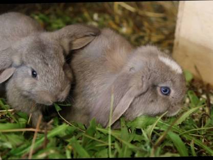 Bild 4:Deutsche Widder Jungtiere