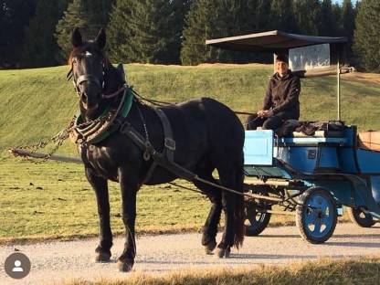 Bild 3:Noriker Rappstute