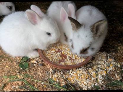 Bild 7:Löwenkopf Zwergkaninchen in allen Farben