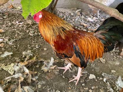 Bild 4:Hähne und Hennen, Henne auch alleine