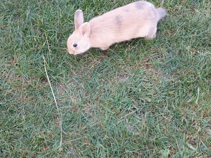 Bild 2:Zwergkaninchen