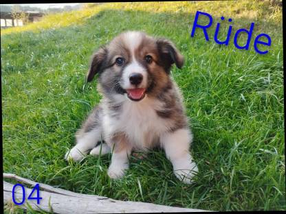 Bild 5:Welsh Corgi Pembroke × Border Collie Welpen