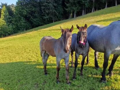 Bild 4:Mohrenkopf Hengstfohlen