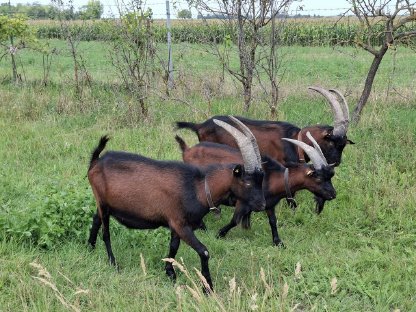 Bild 8:HB PINZGAUER Zuchtböcke