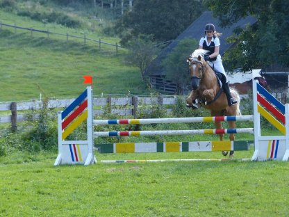 Bild 3:Ungarischer Halbblutwallach