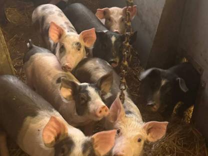 Bio Ferkel