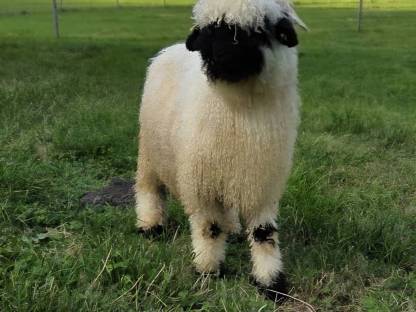 Bild 6:Walliserschwarznasen Widder G1