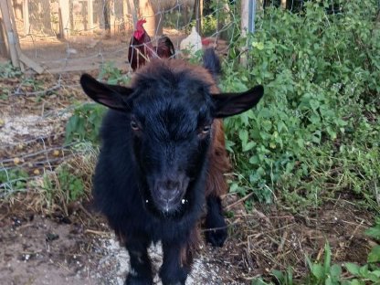 Bild 2:lieber Bock zu vergeben