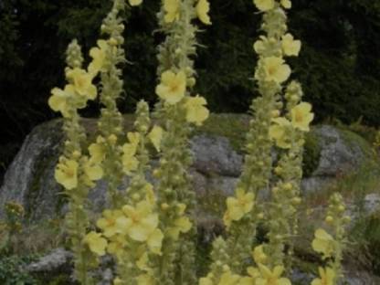 Königsblüten-Samen
