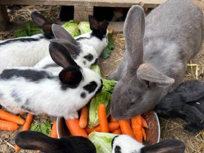 Bild 6:Hasen & Meerschweinchen