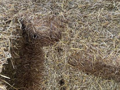 Bild 4:Stroh in Kleinballen