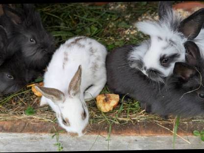 Bild 2:Zwergkaninchen in allen Farben zu vergeben