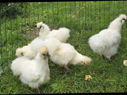 Seidenhühner und Lavender Araucaner (12 Wo/14 Wo)
