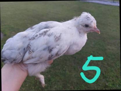 Bild 6:Zwergcochin Mix Hennen