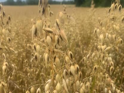 Bild 2:Bio-Schwarzhafer