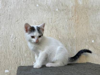 Bild 9:Kätzchen - Babykatzen - Langhaar - Halblanghaar - Kurzhaar