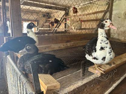 Bild 3:Warzenenten und Laufenten