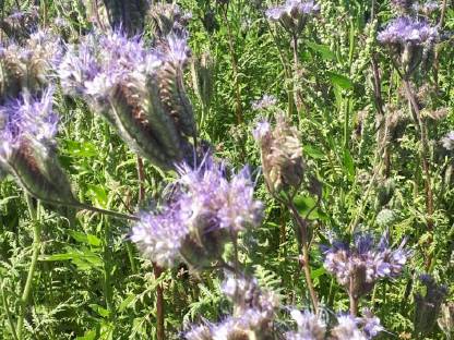 Phacelia