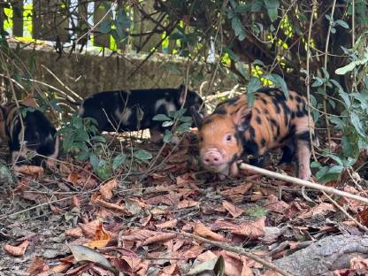Bild 3:Kune Kune Ferkel Weideschweine