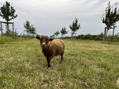 Bild 6:Ouessantschafe, Zwergschafe, Herdbuch