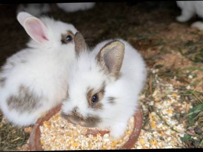 Bild 8:Süße kleine Zwergkaninchen in allen Farben