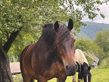 Bild 6:Norikerstute Lina